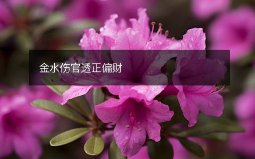 金水傷官透正偏財