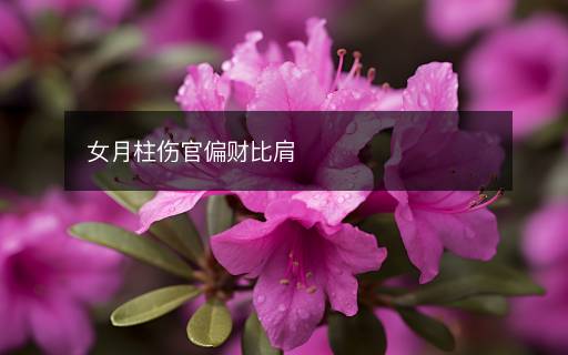 女月柱傷官偏財(cái)比肩