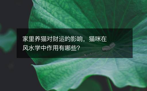 家里養(yǎng)貓對財運好不好，貓咪在風水學中作用有哪些？