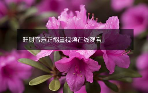 旺財(cái)音樂(lè)正能量視頻在線觀看