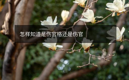怎樣知道是傷官格還是傷官