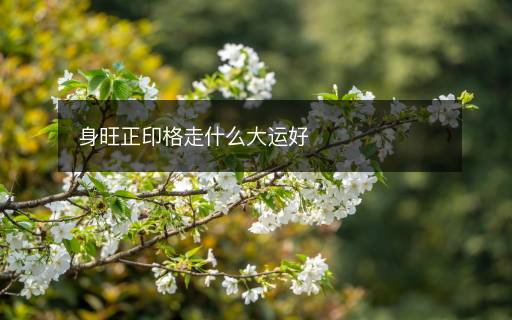 身旺正印格走什么大運好