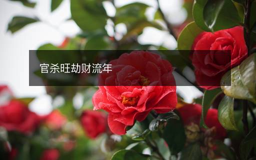 官殺旺劫財(cái)流年