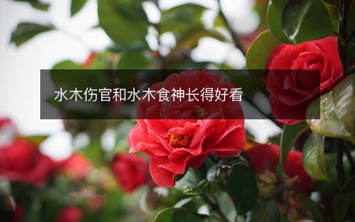 水木傷官和水木食神長得好看