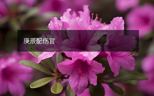 庚辰配傷官