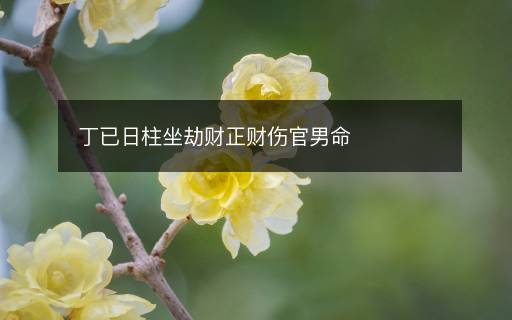 丁已日柱坐劫財(cái)正財(cái)傷官男命