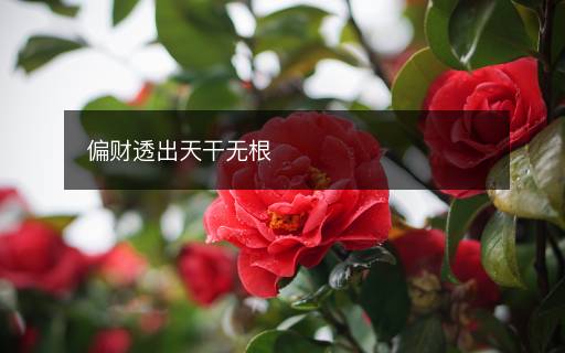 偏財(cái)透出天干無(wú)根