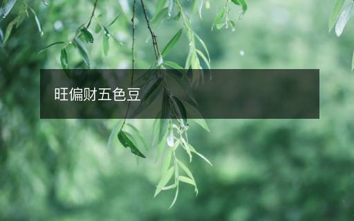 旺偏財(cái)五色豆
