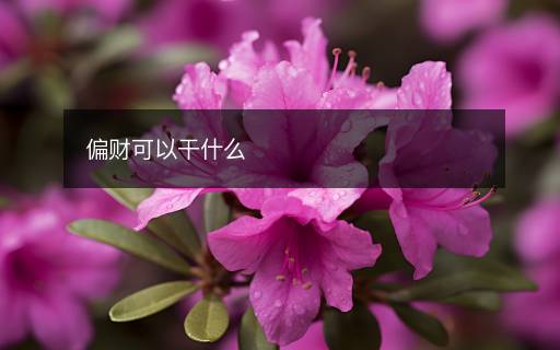 偏財(cái)可以干什么