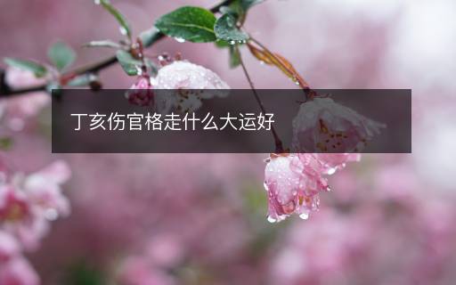 丁亥傷官格走什么大運好