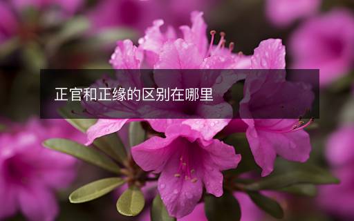 正官和正緣的區(qū)別在哪里