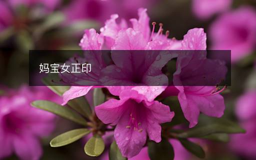 媽寶女正印