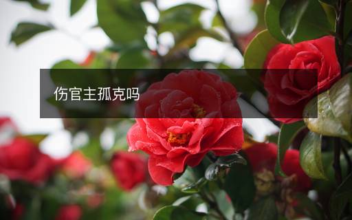 傷官主孤克嗎