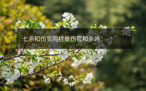 七殺和傷官同柱是傷官和殺嗎