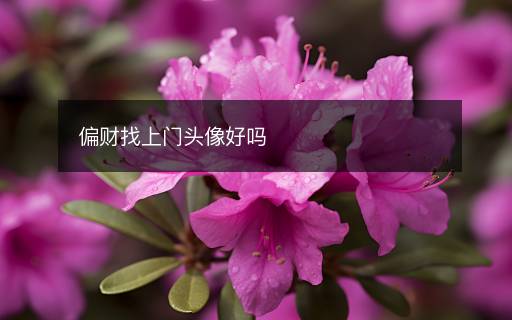 偏財找上門頭像好嗎