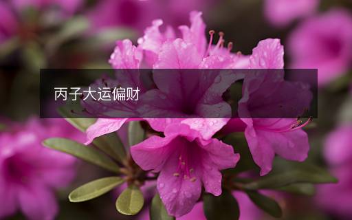丙子大運(yùn)偏財