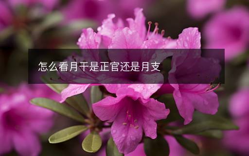怎么看月干是正官還是月支