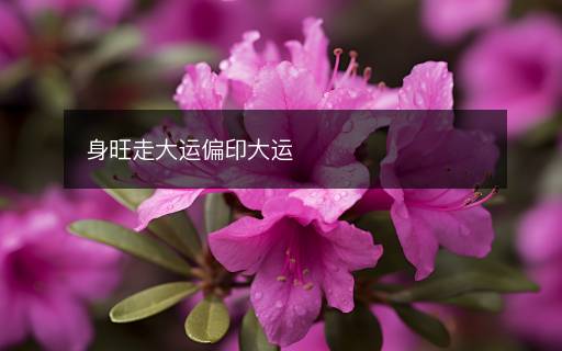身旺走大運偏印大運