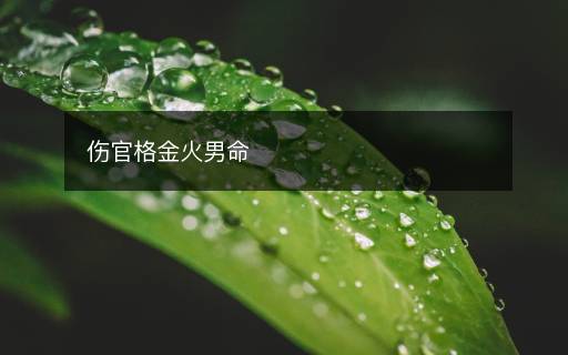 傷官格金火男命