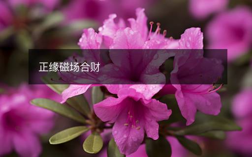 正緣磁場合財